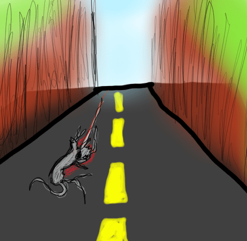 road kill (2)