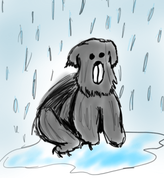 rain bear (2)